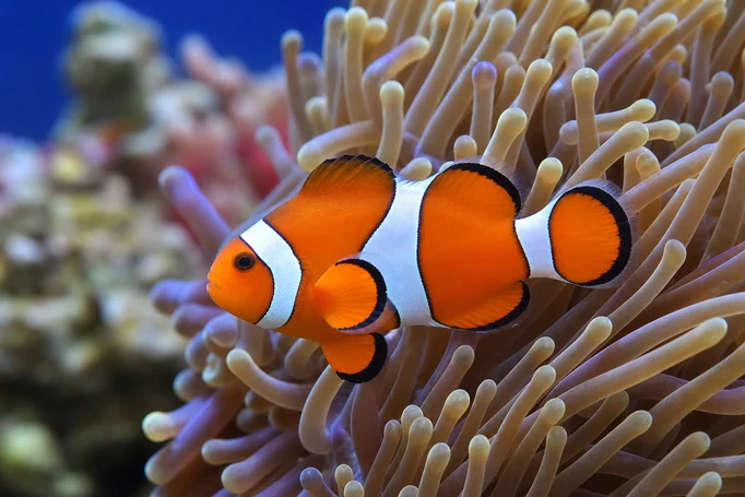 amphiprion-ocellaris.webp