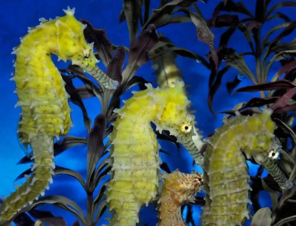hippocampus_barbouri_t.b._5.webp