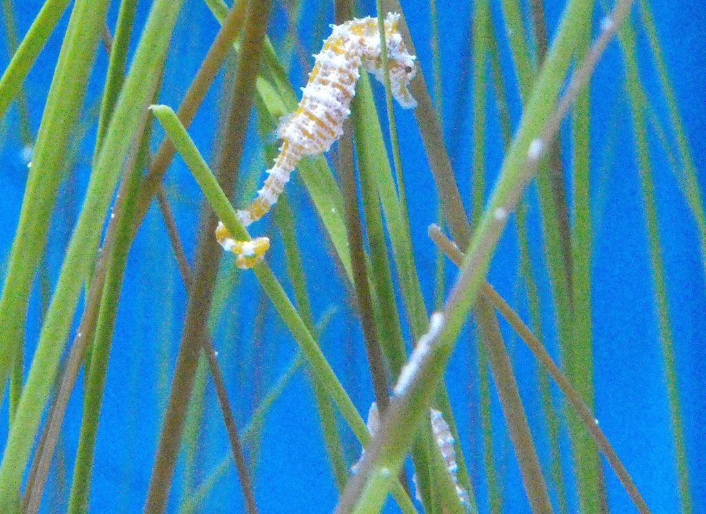 [Hippocampus zosterae] Hippocampus zosterae