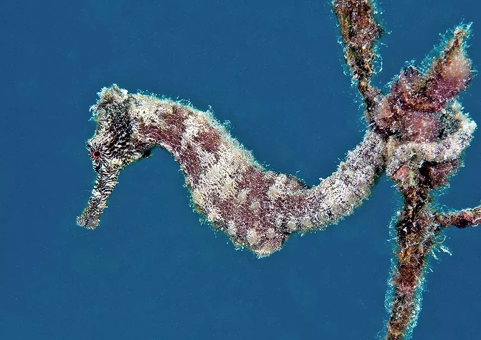 [Hippocampe reidi] Hippocampe reidi
