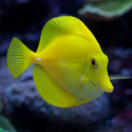 [Zebrasoma flavescens] Zebrasoma flavescens