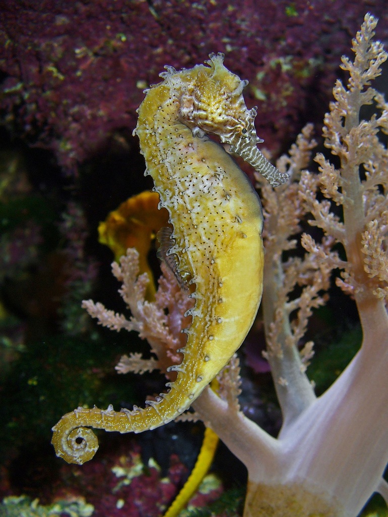 [Hippocampus barbouri] Hippocampus barbouri