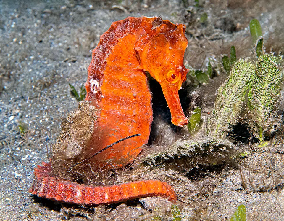 [Hippocampus reidi orange] Hippocampus reidi orange