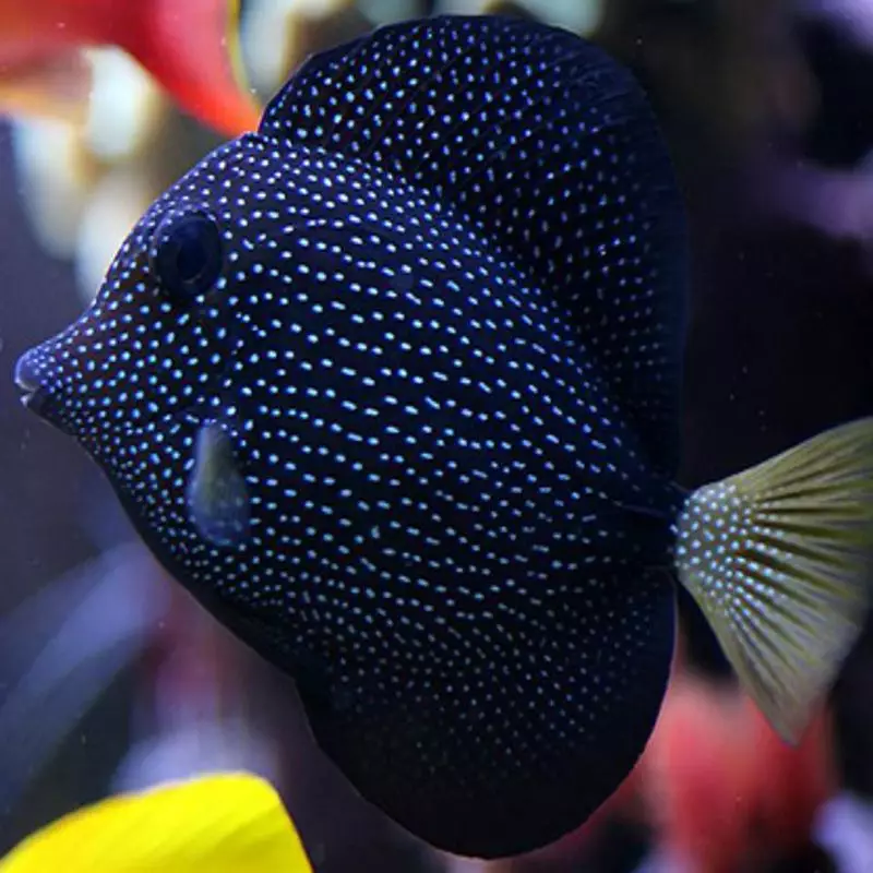 Zebrasoma gemmatum