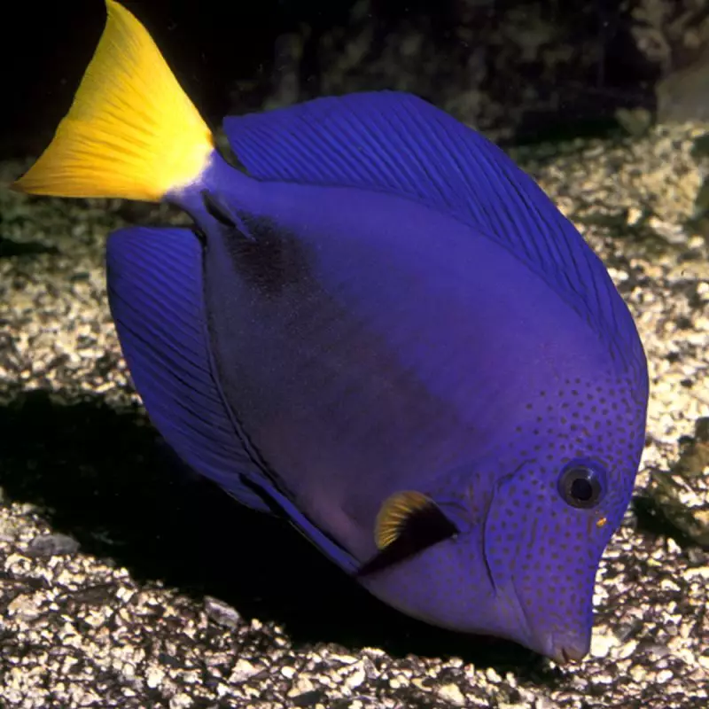 Zebrasoma Xanthurum