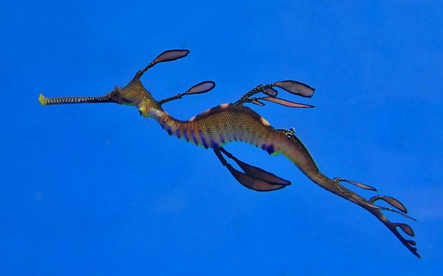 [Phyllopteryx taeniolatus] Phyllopteryx taeniolatus
