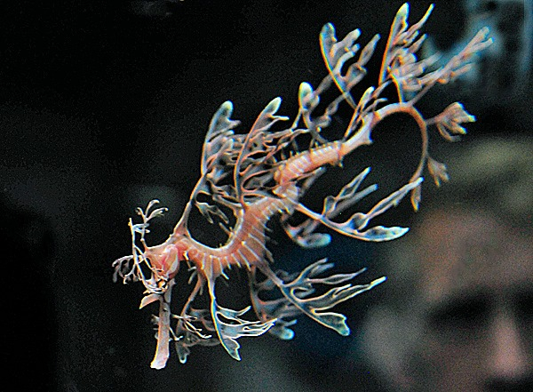 [Phycodurus eques] Phycodurus eques