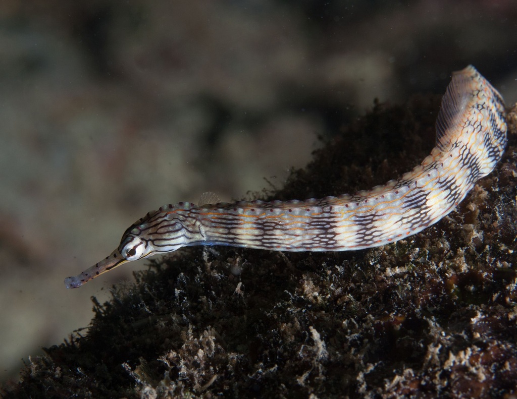 [Corythoichthys intestinalis] Corythoichthys intestinalis