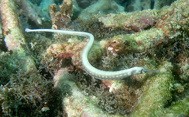 [Corythoichthys haematopterus] Corythoichthys haematopterus