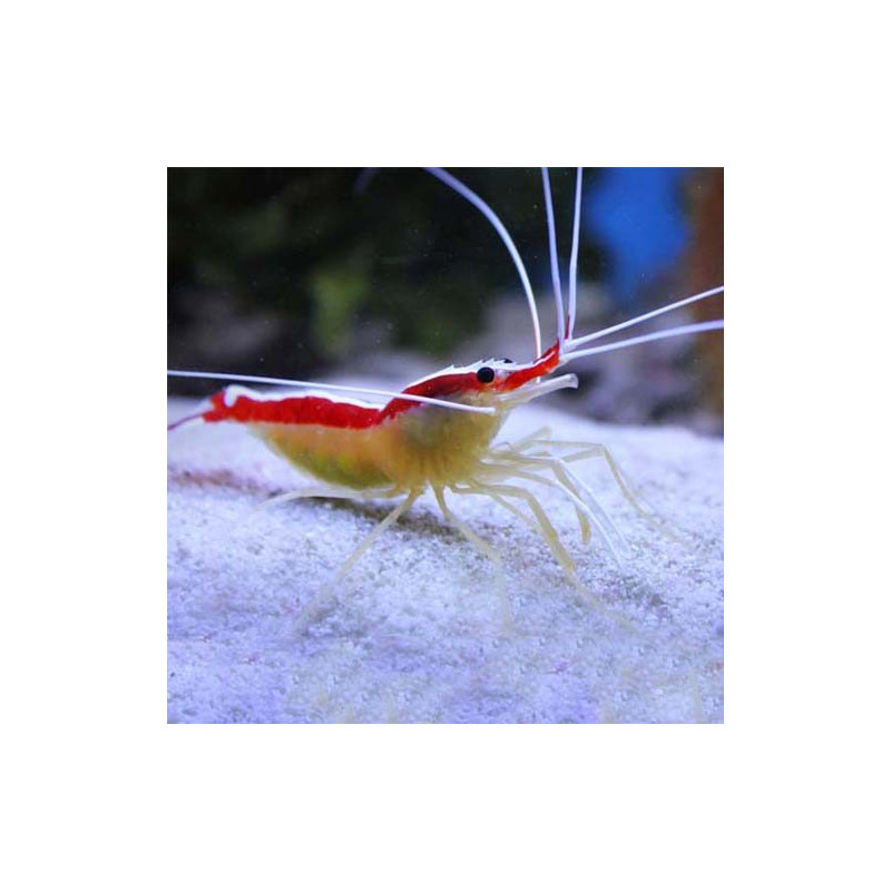[Lysmata amboinensis] Lysmata amboinensis