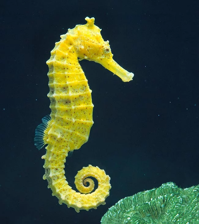 [Hippocampus kuda (mâle & femelle )] Hippocampus kuda (mâle & femelle )