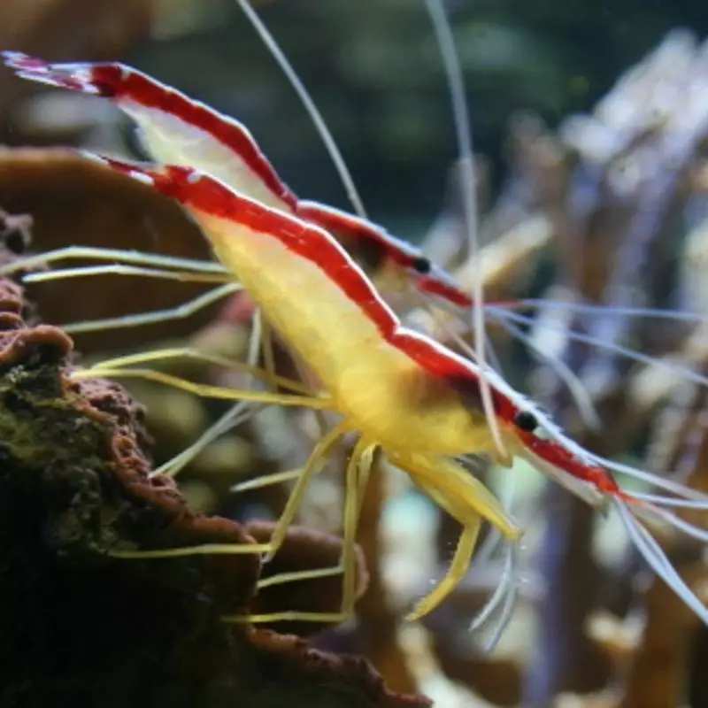 [Lysmata amboinensis] Lysmata amboinensis