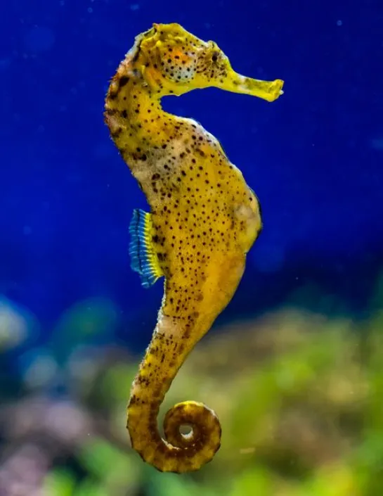 [Hippocampus reidi (Jaune)] Hippocampus reidi (Jaune)Femelle