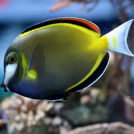 [Acanthurus Japonicus] Acanthurus Japonicus