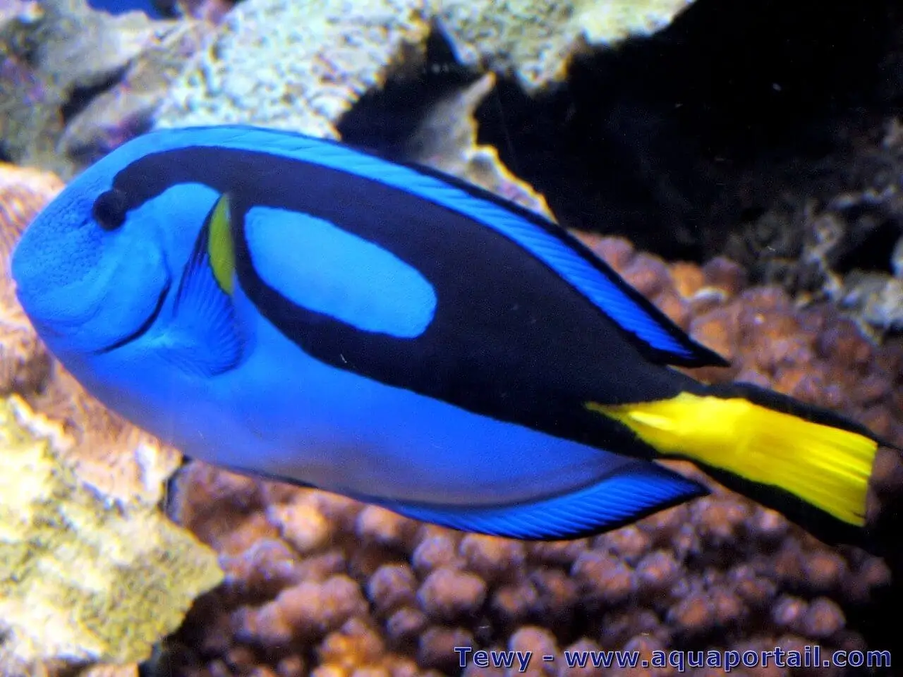 [Paracanthurus hepatus] Paracanthurus hepatus