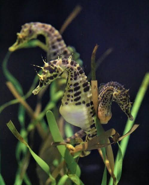 [Hippocampus abdominalis (mâle)] Hippocampus abdominalis (mâle)