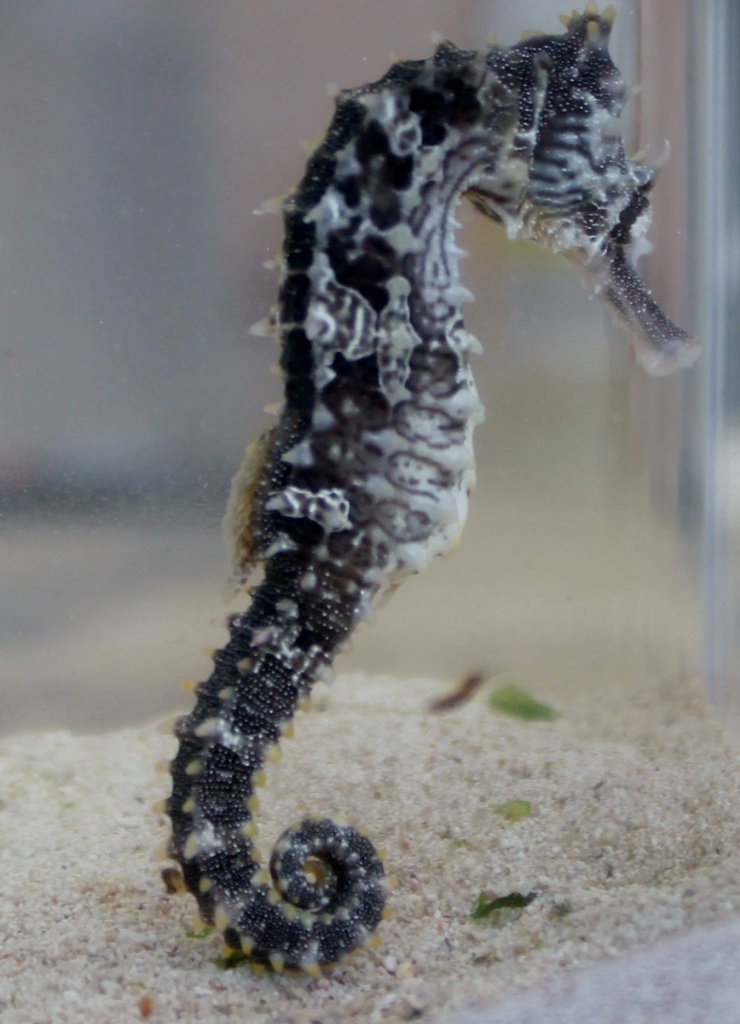 Hippocampus erectus
